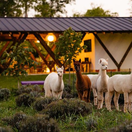 Hotel The Tribe Alpaca Retreat Branesti Zewnętrze zdjęcie