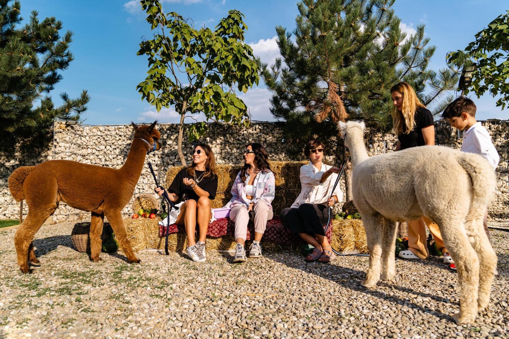 Hotel The Tribe Alpaca Retreat Branesti Zewnętrze zdjęcie